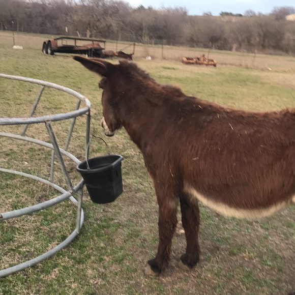 Flop my guard donkey - Picture 3 of 3